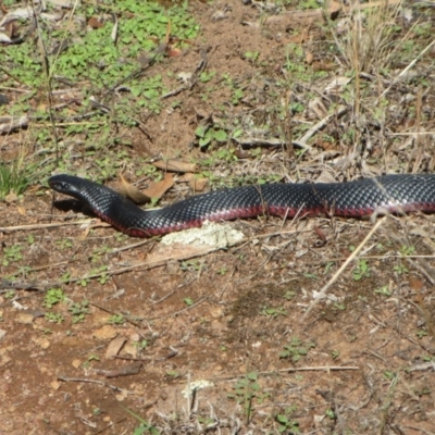Pseudechis porphyriacus (Red-bellied Black Snake) at The Pinnacle - 20 Feb 2020 by sangio7