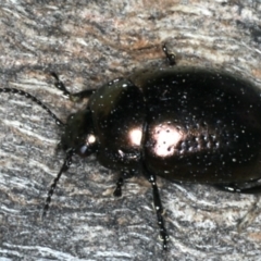 Chrysolina quadrigemina at Majura, ACT - 19 Feb 2020