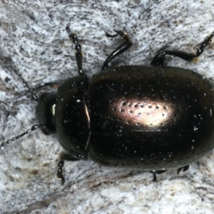 Chrysolina quadrigemina at Majura, ACT - 19 Feb 2020