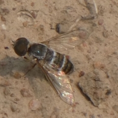 Villa sp. (genus) (Unidentified Villa bee fly) at Hackett, ACT - 9 Dec 2019 by GeoffRobertson