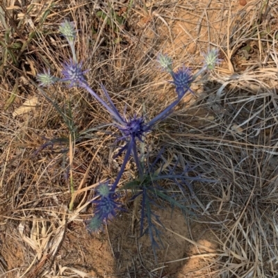 Eryngium ovinum (Blue Devil) at Hackett, ACT - 8 Dec 2019 by GeoffRobertson