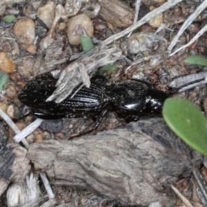 Sarticus sp. (genus) at Ainslie, ACT - 19 Feb 2020