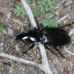 Sarticus sp. (genus) at Ainslie, ACT - 19 Feb 2020