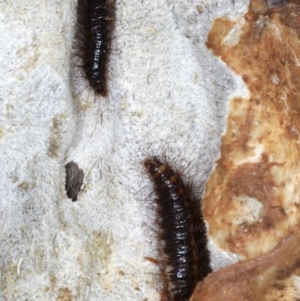 Dermestes sp. (genus) at Majura, ACT - 19 Feb 2020 12:03 PM