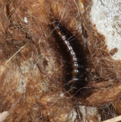 Dermestes sp. (genus) at Majura, ACT - 19 Feb 2020 12:03 PM