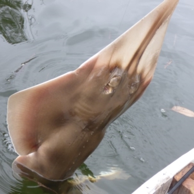 Unidentified Shark / Ray at Bermagui, NSW - 16 Feb 2020 by JackieLambert