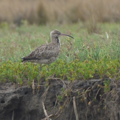 Numenius phaeopus (Whimbrel) at Bermagui, NSW - 15 Feb 2020 by Jackie Lambert