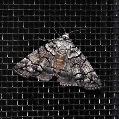 Dysbatus singularis (Dry-country Line-moth) at Wanniassa, ACT - 20 Feb 2020 by JohnBundock