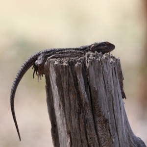 Pogona barbata at Majura, ACT - suppressed