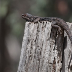 Pogona barbata at Majura, ACT - suppressed