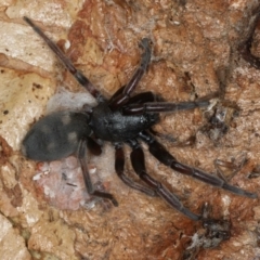 Lampona sp. (genus) (White-tailed spider) at Majura, ACT - 19 Feb 2020 by jb2602