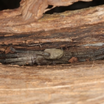 Delena cancerides (Social huntsman spider) at Mount Ainslie - 19 Feb 2020 by jb2602