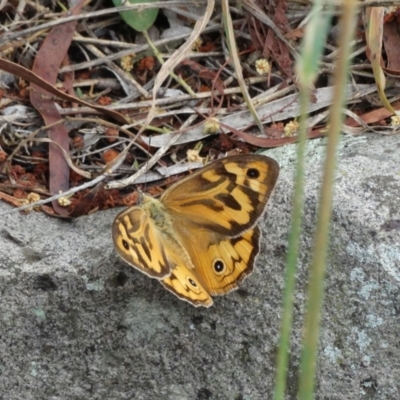 Heteronympha merope (Common Brown Butterfly) at Alpine - 20 Dec 2016 by JanHartog