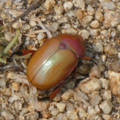 Anoplognathus montanus at Canberra Central, ACT - 9 Dec 2019 10:48 AM