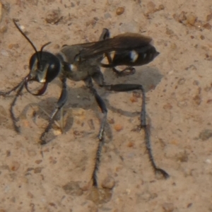 Isodontia sp. (genus) at Hackett, ACT - 9 Dec 2019 10:56 AM