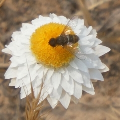 Leucochrysum albicans subsp. tricolor (Hoary Sunray) at Yarramundi Grassland
 - 9 Dec 2019 by GeoffRobertson