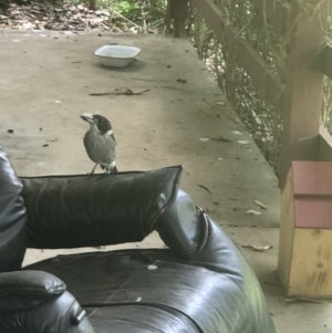 Cracticus torquatus at Point 103 - 19 Feb 2020