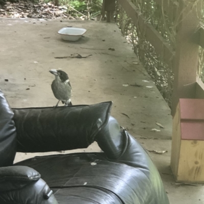 Cracticus torquatus (Grey Butcherbird) at Point 103 - 18 Feb 2020 by Mander