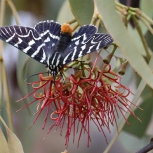 Comocrus behri at Majura, ACT - 19 Feb 2020 10:24 AM