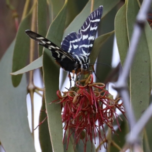 Comocrus behri at Majura, ACT - 19 Feb 2020 10:24 AM