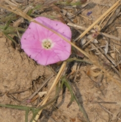 Convolvulus angustissimus subsp. angustissimus (Australian Bindweed) at Hackett, ACT - 8 Dec 2019 by GeoffRobertson