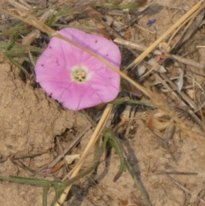 Convolvulus angustissimus subsp. angustissimus at Hackett, ACT - 9 Dec 2019 10:50 AM