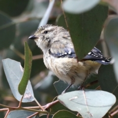 Pardalotus punctatus (Spotted Pardalote) at Majura, ACT - 19 Feb 2020 by jbromilow50