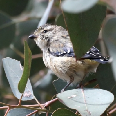 Pardalotus punctatus (Spotted Pardalote) at Majura, ACT - 19 Feb 2020 by jbromilow50