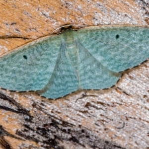 Poecilasthena balioloma at Paddys River, ACT - 14 Mar 2018 09:07 PM