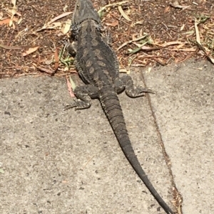 Pogona barbata at Hawker, ACT - 24 Nov 2019