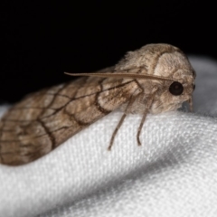 Stibaroma undescribed species (A Line-moth) at Melba, ACT - 23 Apr 2018 by Bron