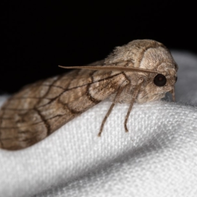 Stibaroma undescribed species (A Line-moth) at Melba, ACT - 23 Apr 2018 by Bron