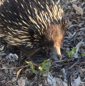 Tachyglossus aculeatus at Hawker, ACT - 21 Oct 2019