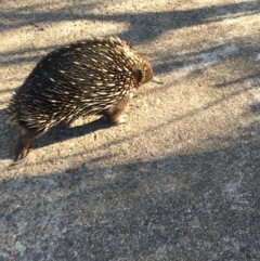 Tachyglossus aculeatus at Hawker, ACT - 21 Oct 2019