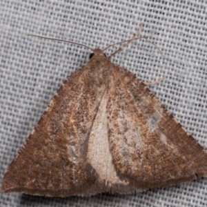 Amelora arotraea at Paddys River, ACT - 14 Mar 2018 10:22 PM