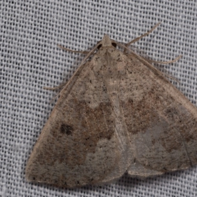 Amelora mesocapna (A Geometer moth) at Paddys River, ACT - 14 Mar 2018 by kasiaaus