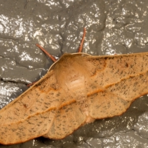 Antictenia punctunculus at Melba, ACT - 29 Oct 2012 10:51 PM