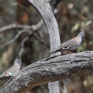 Ocyphaps lophotes at Majura, ACT - 19 Feb 2020 10:12 AM