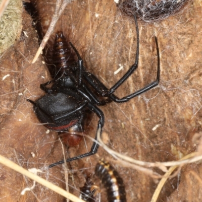 Latrodectus hasselti (Redback Spider) at Majura, ACT - 19 Feb 2020 by jbromilow50