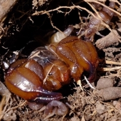 Urodacus manicatus (Black Rock Scorpion) at Dunlop, ACT - 20 Feb 2020 by Kurt