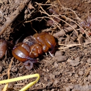 Urodacus manicatus at Molonglo River Reserve - 20 Feb 2020