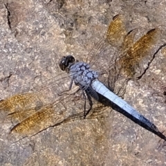 Orthetrum caledonicum (Blue Skimmer) at Molonglo River Reserve - 20 Feb 2020 by Kurt