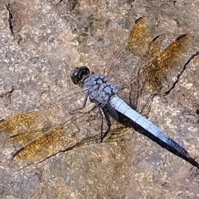 Orthetrum caledonicum (Blue Skimmer) at Molonglo River Reserve - 20 Feb 2020 by Kurt