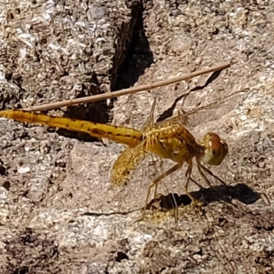 Diplacodes bipunctata (Wandering Percher) at Molonglo River Reserve - 20 Feb 2020 by Kurt