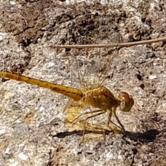 Diplacodes bipunctata at Molonglo River Reserve - 20 Feb 2020