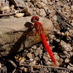 Diplacodes haematodes (Scarlet Percher) at Dunlop, ACT - 20 Feb 2020 by Kurt