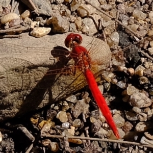 Diplacodes haematodes at Molonglo River Reserve - 20 Feb 2020 03:14 PM