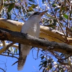 Dacelo novaeguineae (Laughing Kookaburra) at Molonglo River Reserve - 20 Feb 2020 by Kurt