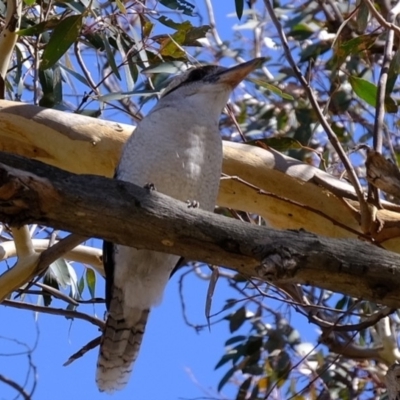 Dacelo novaeguineae (Laughing Kookaburra) at Dunlop, ACT - 20 Feb 2020 by Kurt