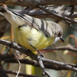 Gerygone olivacea at Majura, ACT - 19 Feb 2020